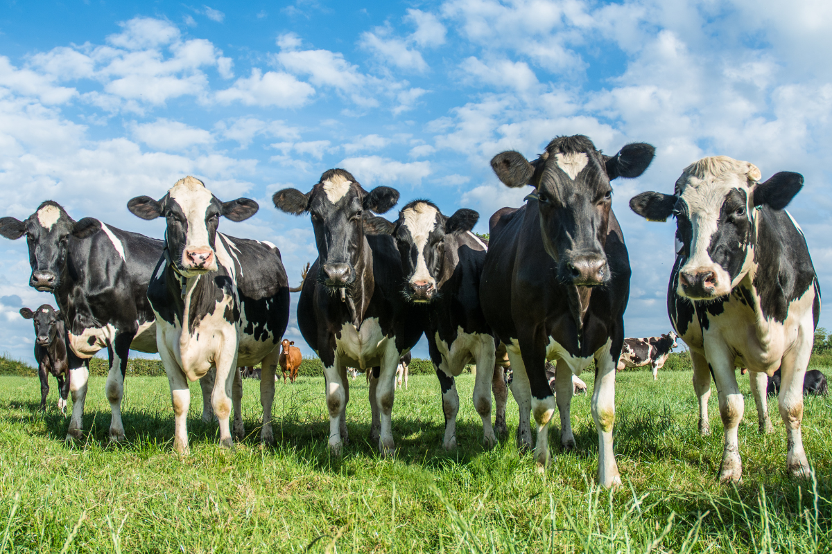 Breaking Up with Dairy: Chef Bailey Ruskus on the PLANTSTRONG Podcast