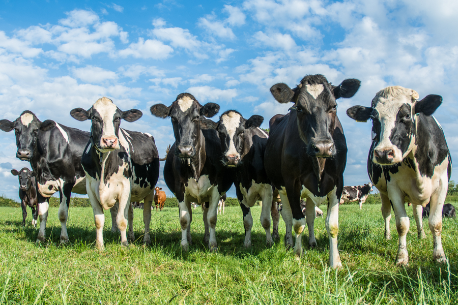 Breaking Up with Dairy: Chef Bailey Ruskus on the PLANTSTRONG Podcast